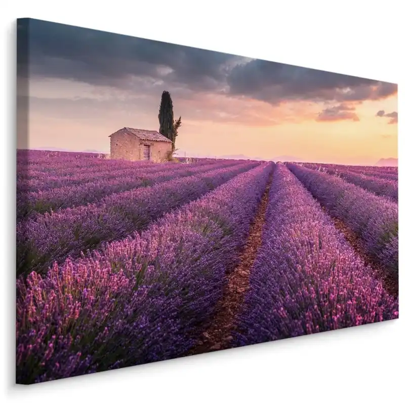 Oblíbený Plátno Kvetoucí Levandulové Pole Provence